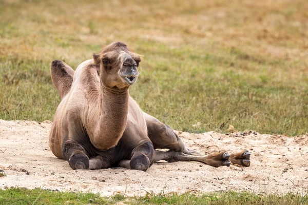 Unta Baktria Camelus Bactrianus Berbaring Pasir Baktria Atau Unta Mongolia — Stok Foto