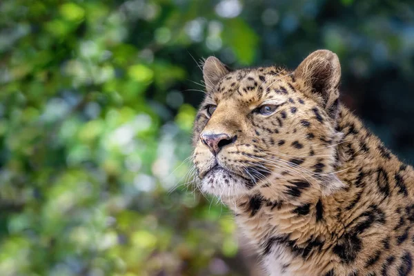 Leopardo Amur Panthera Pardus Orientalis Ritratto Ravvicinato Sullo Sfondo Fogliare — Foto Stock