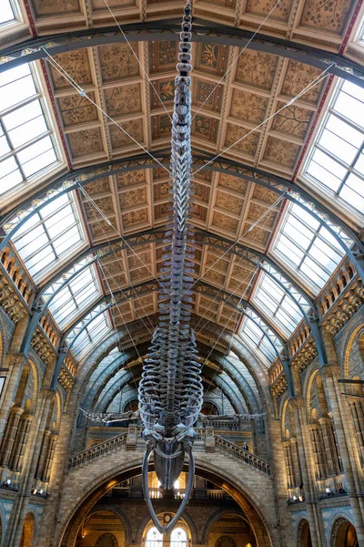 2019年12月1日 蓝鲸骨骼 地球上最大的动物 Balaenoptera Musculus 这只雌性动物被命名为 并被陈列在自然历史博物馆的金茨大厅里 — 图库照片