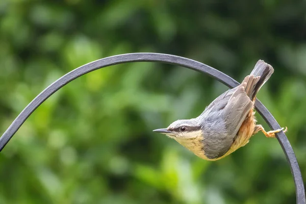 Sittelle Eurasienne Adulte Sitta Europaea Perchée Envers Sur Une Rampe — Photo