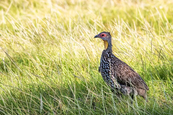 Желтошейная Рыба Pternistis Leucoscepus Длинной Траве Национального Парка Амбосели Кения — стоковое фото