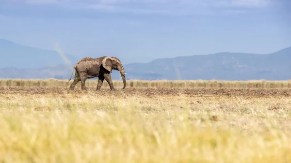 African Elephant Loxodonta Africana Walking Dry Grasslands Amboseli National Park — Stock Photo, Image