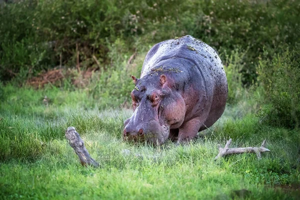 Hipopótamo Adulto Hippopótamo Anfíbio Pastando Nos Pântanos Grama Exuberante Parque — Fotografia de Stock