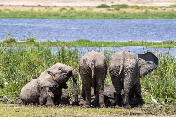 一群年轻的非洲象 Loxodonta Africana 在肯尼亚安博塞利国家公园沼泽地的泥泞和冰冷的海水中打滚 — 图库照片