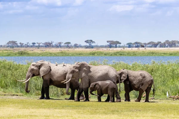 Родинна Група Африканських Слонів Loxodonta Africana Матір Телятою Старшими Братами — стокове фото