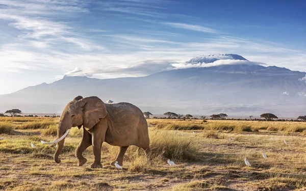 코끼리인 아프리카나는 공원의 초원을 있습니다 킬리만자로산을 뒤에서 수있다 — 스톡 사진