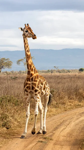 Rothschild Zürafası Zürafa Camelopardalis Rothschildi Kenya Daki Nakuru Gölü Ulusal — Stok fotoğraf