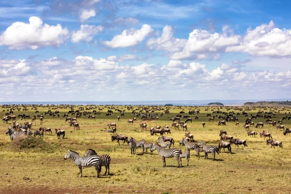 Een Kudde Zebra Equus Quagga Witbaardgnoes Connochaetes Taurinus Grazen Open — Stockfoto