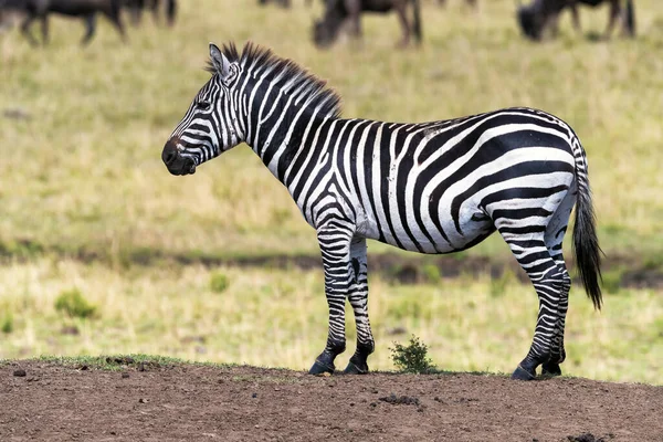 Jovem Zebra Equus Quagga Fica Monte Mármara Masai Durante Grande — Fotografia de Stock