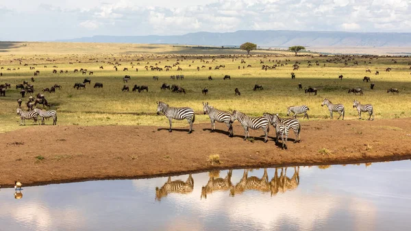 Groep Van Vlakten Zebra Equus Quagga Aan Oevers Van Een — Stockfoto