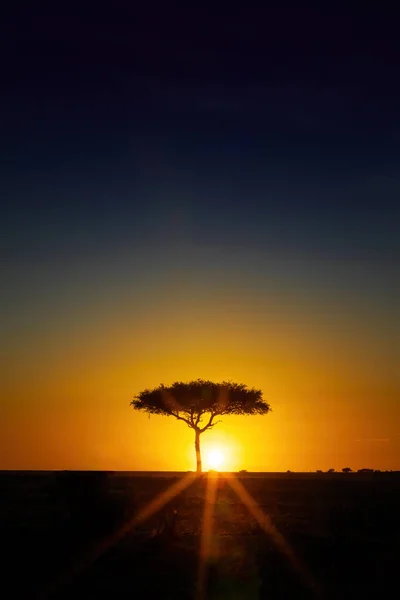 Árvore Acácia Única Horizonte Nascer Sol Masai Mara Quênia Silhueta — Fotografia de Stock