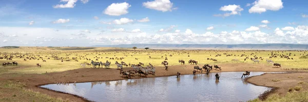 Wide Panorama Herds Zebra Equus Quagga White Bearded Wildebeest Onnochaetes — Stock Photo, Image