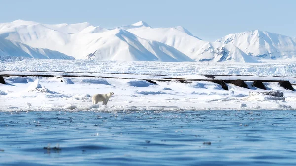 Dorosła Samica Niedźwiedzia Polarnego Spaceruje Szybkim Lodzie Svalbard Norweskim Archipelagu — Zdjęcie stockowe