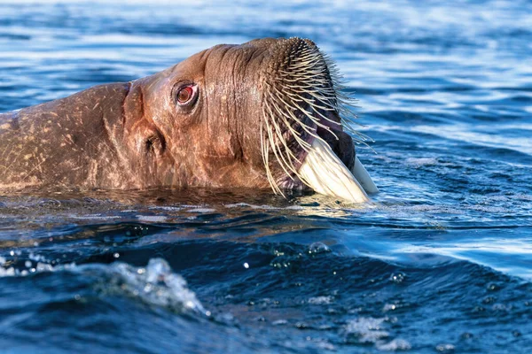 Tricheco Adulto Odobenus Rosmarus Che Nuota Nell Oceano Artico Largo — Foto Stock