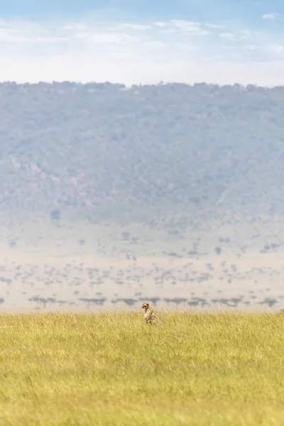 Chita Adulta Fica Grama Longa Masai Mara Com Escarpa Oloololo — Fotografia de Stock