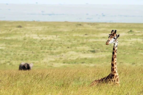 Masai Giraffe Resting Lush Long Grass Masai Mara Kenya Elephant — Stock Photo, Image