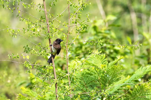 Звичайний Бул Pycnonotus Barbatus Розташований Дереві Масаї Мара Кенія — стокове фото