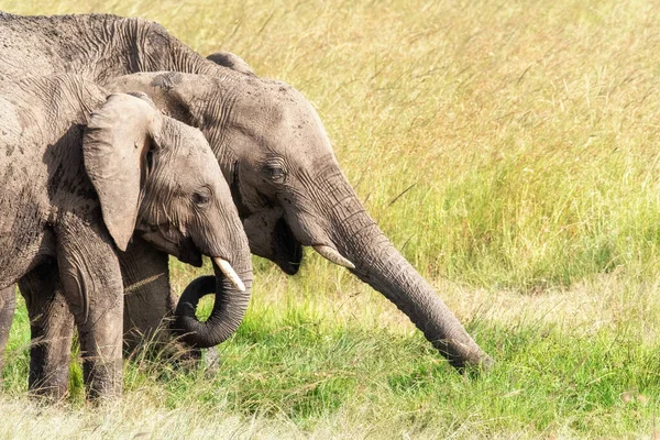 Ein Afrikanisches Elefantenpaar Loxodonta Africana Weidet Auf Dem Üppigen Gras — Stockfoto