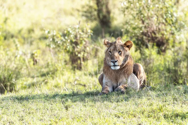 Czujny Młody Lew Panthera Leo Popołudniowym Słońcu Masai Mara Kenia — Zdjęcie stockowe