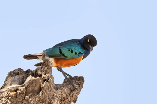 Superb Starling Lamprotornis Superbus Perched Dead Tree Blue Sky Background — Stock Photo, Image