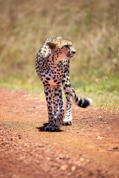 Dospělý Gepard Acinonyx Jubatus Kráčí Prašné Stezce Národním Parku Masai — Stock fotografie