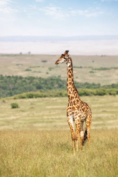 Adult Male Masai Giraffe Giraffa Camelopardalis Tippelskirchii Grass Masai Mara — Stock Photo, Image