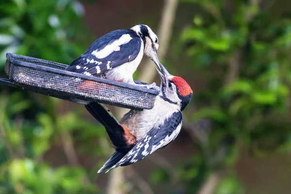 Vrouwelijke Grote Gevlekte Specht Dendrocopos Major Voedt Haar Jonge Mannelijke — Stockfoto