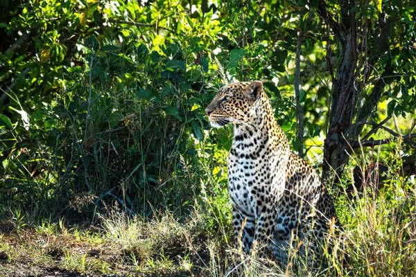 Bellissimo Leopardo Giovane Adulto Panthera Pardus Nel Sottobosco Del Masai — Foto Stock
