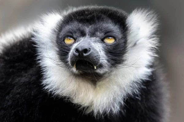 Pendekatan Dari Lemur Hitam Dan Putih Dewasa Varecia Variegata Spesies — Stok Foto