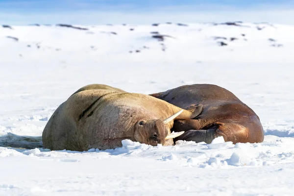 Par Morsas Odobenus Rosmarus Salieron Descansaron Sobre Hielo Marino Nieve — Foto de Stock