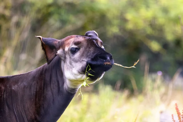 Okapi Adulto Okapia Johnstoni También Conocido Como Jirafa Del Bosque — Foto de Stock