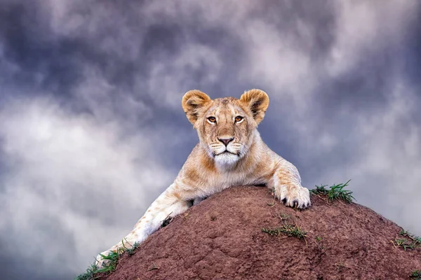 Cute lion cub, panthera leo,  crouches on a soil termite mound against a stormy sky. Masai Mara, Kenya. Space for text.