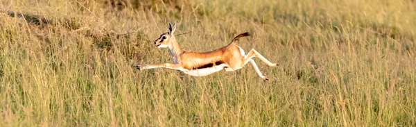 Thomsons Gazelle Eudorcas Thomsonii Skáče Dlouhé Trávě Masai Mara Keňa — Stock fotografie