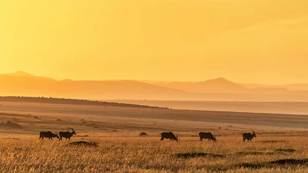 Stádo Obyčejné Země Tragelaphus Oryx Pasoucí Pastvinách Masai Mara Keňa — Stock fotografie