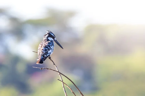 Africano Pied Kingfisher Ceryle Rudis Relógios Uma Filial Lago Naivasha — Fotografia de Stock