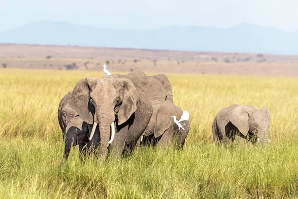Eine Gruppe Afrikanischer Elefanten Loxodonta Africana Weidet Üppigen Grasland Des — Stockfoto