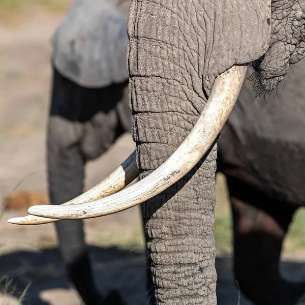 Gros Plan Tronc Des Défenses Éléphant Afrique Adulte Loxodonta Africana — Photo