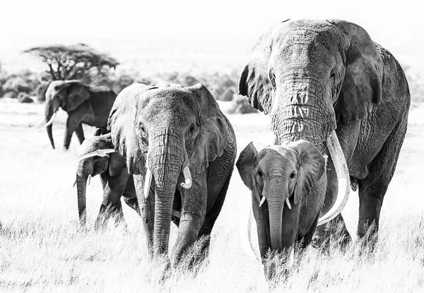 Group African Elephants Loxodonta Africana Walking Grasslands Amboseli National Park — 图库照片