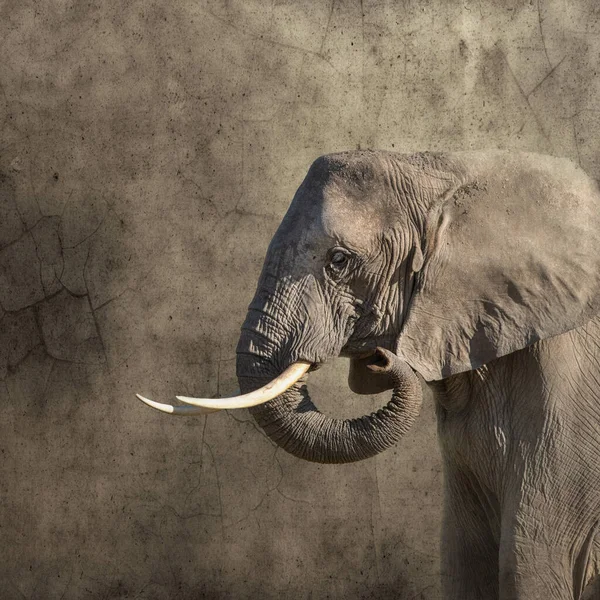 Éléphant Afrique Loxodonta Africana Vue Latérale Monochrome Sur Fond Texturé — Photo