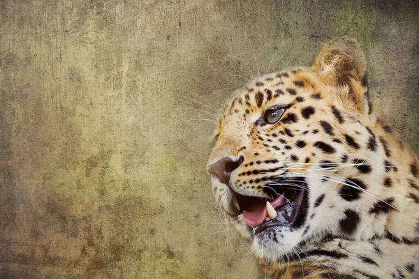 Jonge Volwassen Amur Leopard Een Soort Van Luipaard Inheems Het — Stockfoto