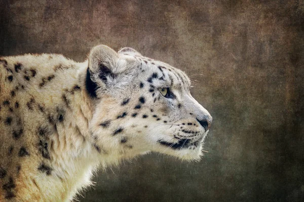 Leopardo Nieve Adulto Vigilante Alerta Panthera Uncia Primer Plano Del — Foto de Stock