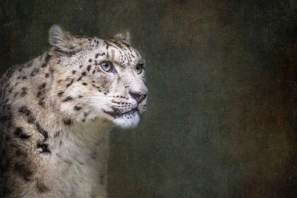 Слідкуючий Попереджаючий Сніговий Леопард Дорослих Panthera Uncia Стикаються Крупним Планом — стокове фото