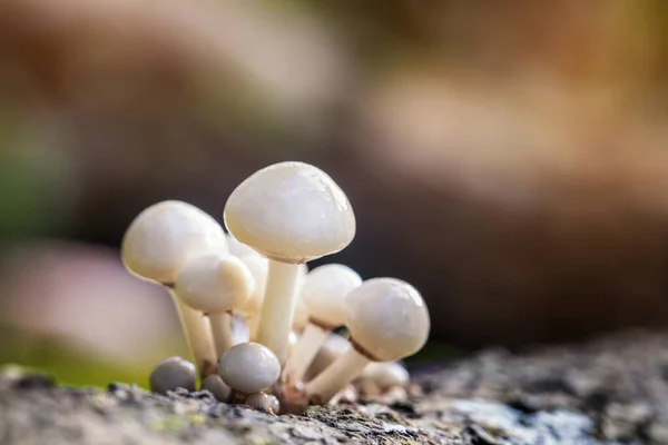 Porslin Eller Pocherad Äggsvamp Oudemansiella Mucida Växer Från Död Bok — Stockfoto