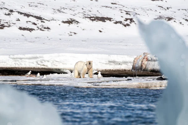 在斯瓦尔巴群岛的速冻上 有一只成年雄性北极熊 叫做海象 他在守护着他的猎物 不让它去捕食海鸥 从冰山的缝隙中看出来 — 图库照片