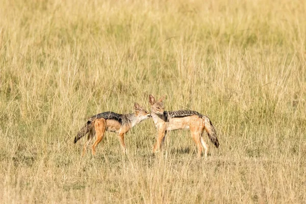 Egy Pár Fekete Hátú Sakál Kenyai Masai Mara Füves Vidékén — Stock Fotó