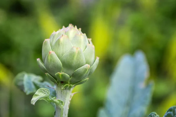 Κεφάλι Ενός Λουλουδιού Αγκινάρας Που Φυτρώνει Φυτικό Μπάλωμα Μαλακό Πράσινο — Φωτογραφία Αρχείου