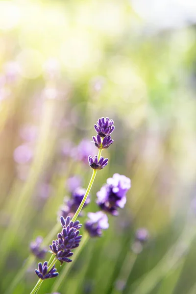 Stem Fransk Lavendel Blødt Sollys Blomsterområde Med Bokeh Baggrund Pastelfarver - Stock-foto