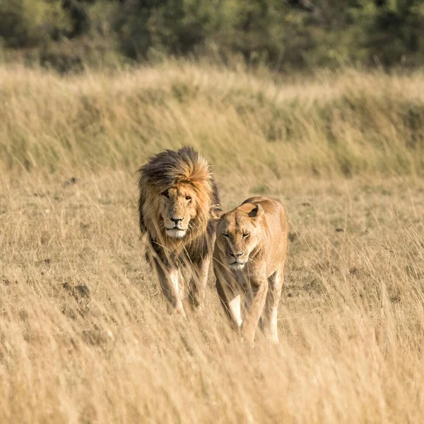 Para Dorosłych Lwów Przechadzających Się Łąkach Masai Mara Samiec Jest — Zdjęcie stockowe