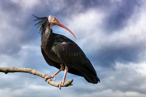 Północny Bald Ibis Przeciwko Burzliwemu Niebu Ten Bardzo Rzadki Ptak — Zdjęcie stockowe