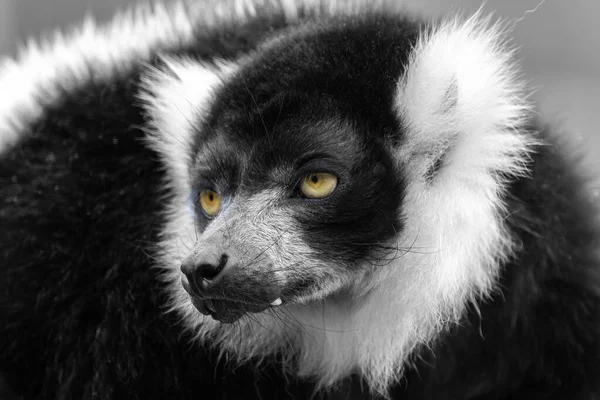 Primer Plano Lémur Rufo Blanco Negro Adulto Varecia Variegata Esta —  Fotos de Stock